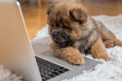 puppy-laptop puppy-laptop