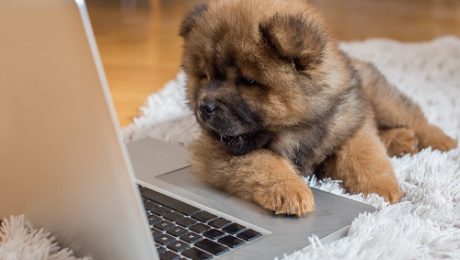 puppy-laptop
