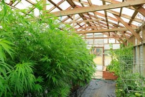 Canabis Grower 4 Canabis Grower 4